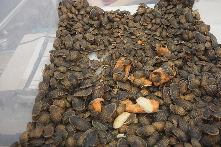 Šváb argentinský-Blaptica dubia